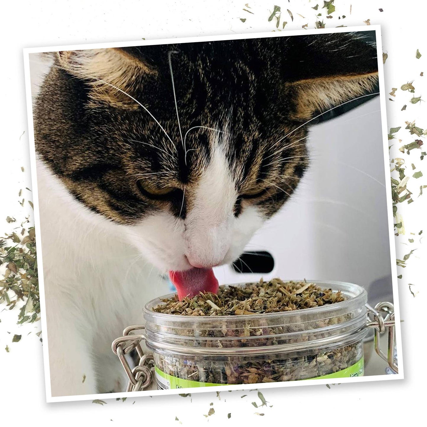 Meowijuana Jar of Pawty Mix F260 (shipping cost will be sent 7/22)