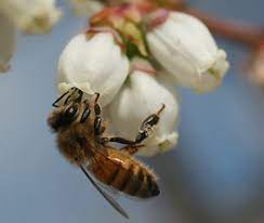 Blueberry Blossom Honey